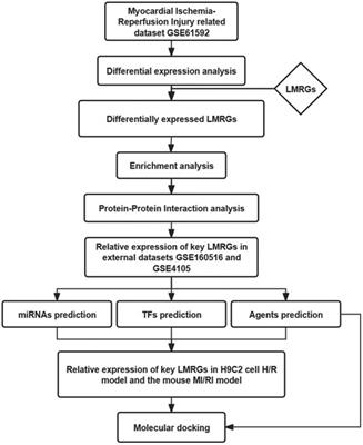 Transcriptomic analysis reveals the lipid metabolism-related gene regulatory characteristics and potential therapeutic agents for myocardial ischemia-reperfusion injury
